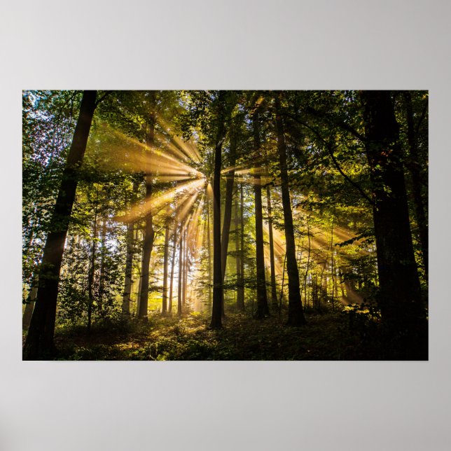 Förändrad Forest Sol Rays 1 Poster (Framsidan)