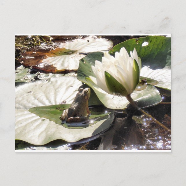 Förändrad groda vykort (Framsida)