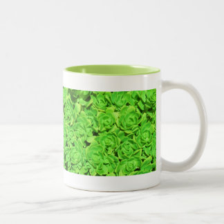 Förändrad Lime Blommade Sukkulenter Kaffe Kopp