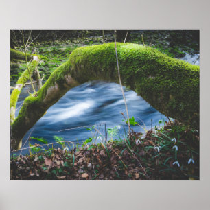 Förändrad magisk skog poster