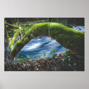 Förändrad magisk skog poster