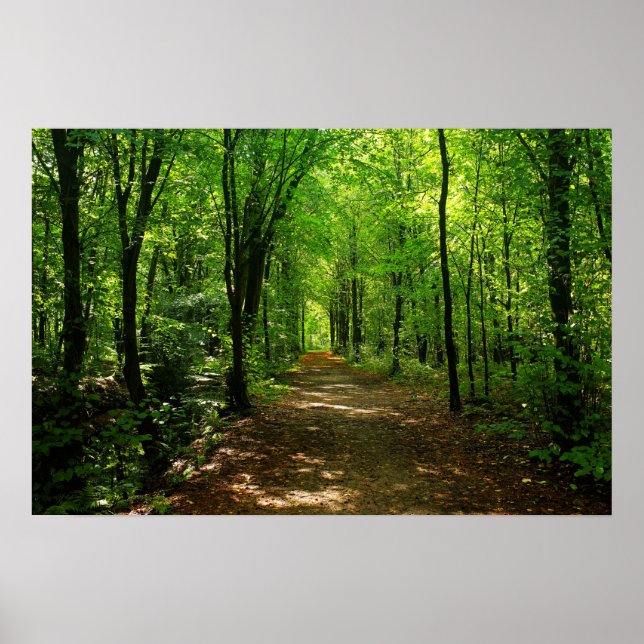 Förändrad skogsväg 5 poster (Framsidan)