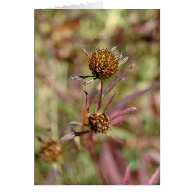 Förändring av utsäde hälsningskort (Framsidan)