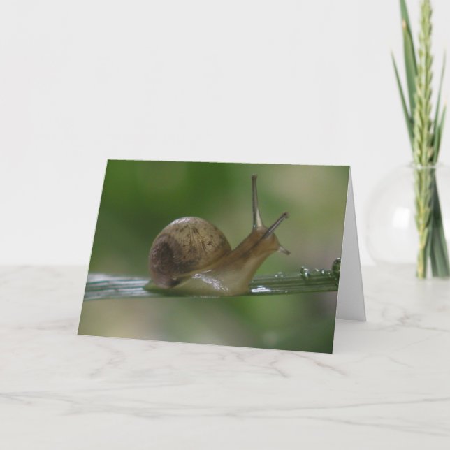 Förbaskat! För sent igen. Kort (Framsida)