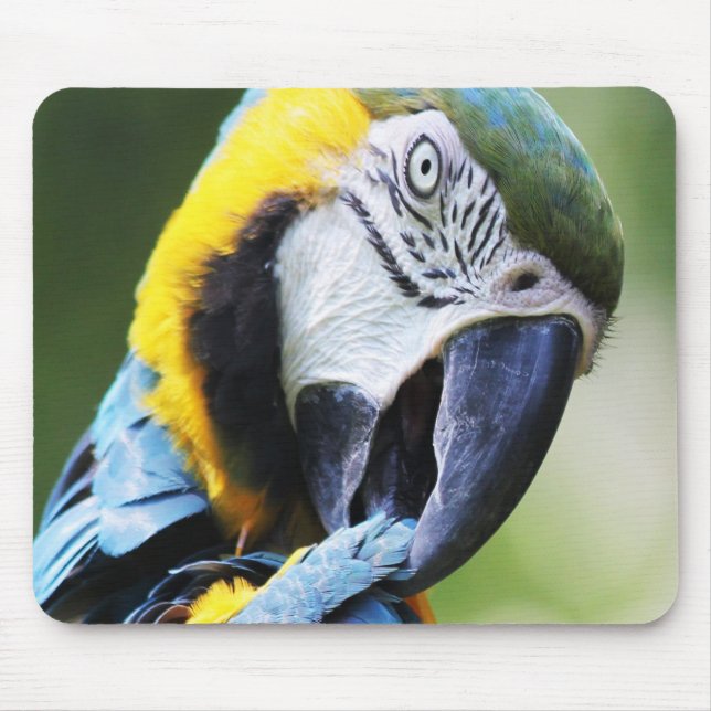 Förbered parrot musmatta (Framsidan)