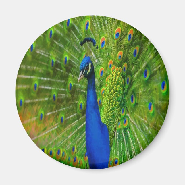 Förbered Peacock Magnet (Framsidan)