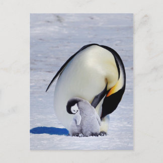 Förbered penguin och Chick Vykort