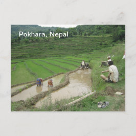 Förbereda Risen för plantering Vykort