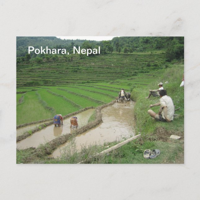 Förbereda Risen för plantering Vykort (Framsida)