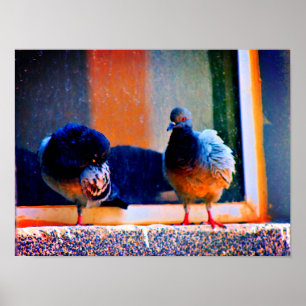 Förberedelse Pigeons Poster