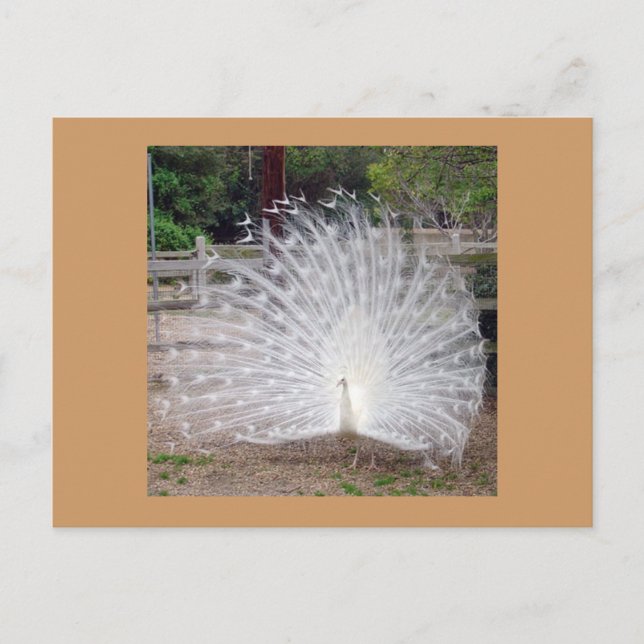 Förberedelse Vykort (Framsida)