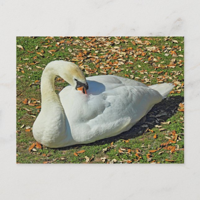 Förbereder Svan. Roath Park Sjö, Cardiff, Wales. Vykort (Framsida)