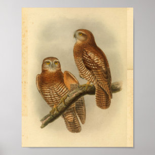 Forbes Hawk Uggla Bird Färg Vintage Skriv ut Poster