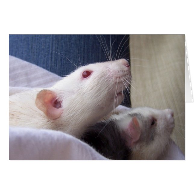 Förbigå råttakortet hälsningskort (Framsidan Horizontal)