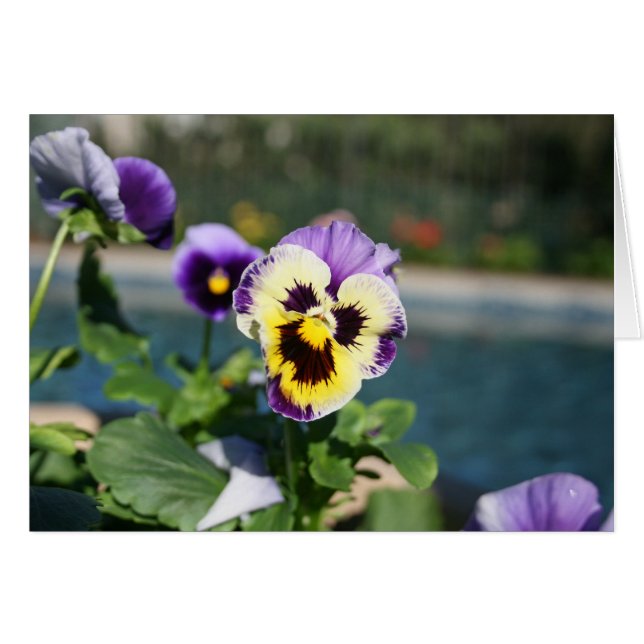 Förbigå violaen OBS kort (Framsidan Horizontal)