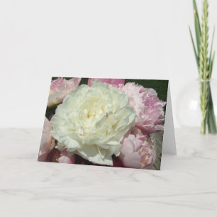 Förbigår rosa pioner för vit det inre kort
