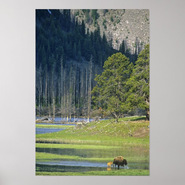 Förbindelse med kalv i nationalparken Yellowstone Poster (Framsidan)