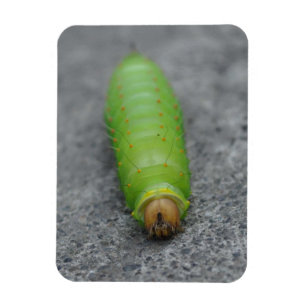 Förbluffa Caterpillar - Antheraea Polyphemus Magnet