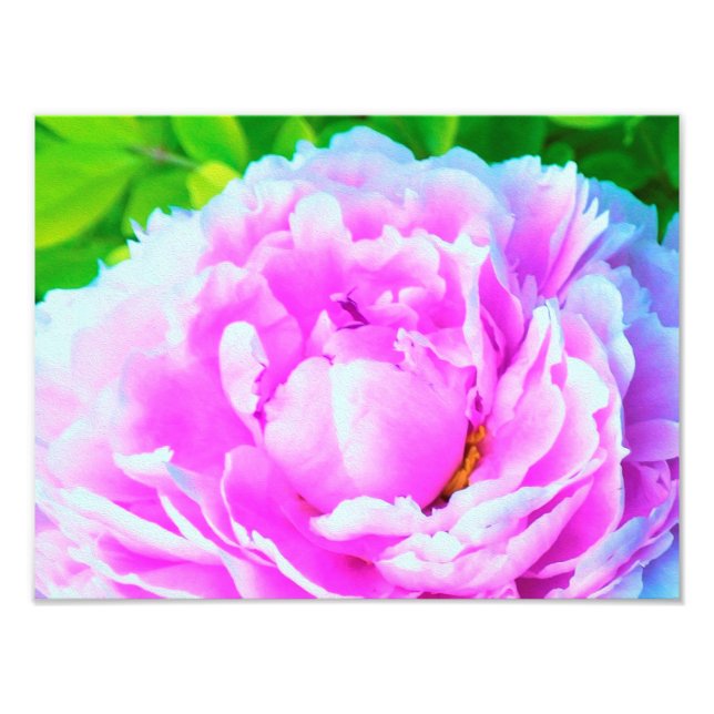 Förbluffande Dubbla Rosa Peony Flower Detail Fototryck (Framsidan)