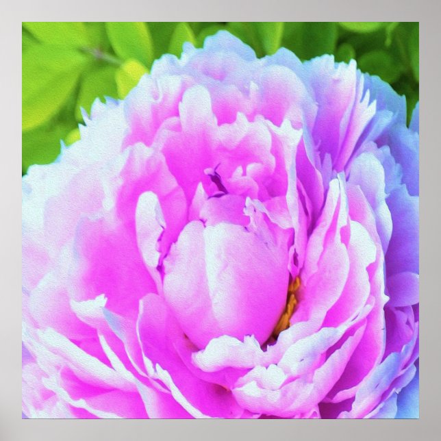 Förbluffande Dubbla Rosa Peony Flower Detail Poster (Framsidan)