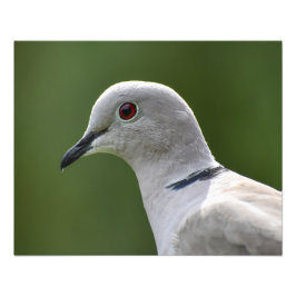 Förbluffande kröd duva fototryck