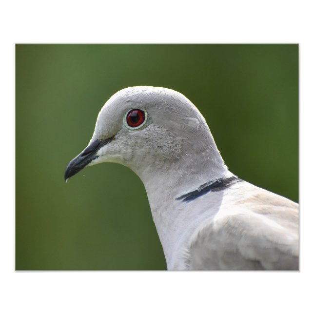 Förbluffande kröd duva fototryck (Framsidan)