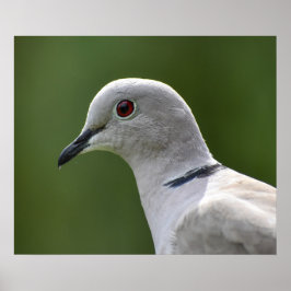 Förbluffande kröd duva poster
