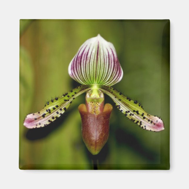 Förbluffande Orchid Magnet (Framsidan)