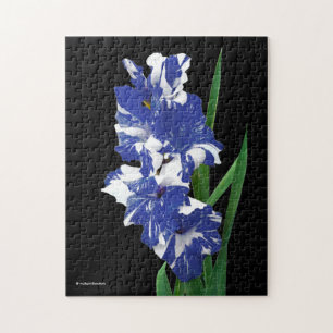 Förbluffande Royal Blue & White Gladiolus Sword Li Pussel