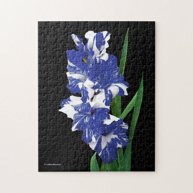 Förbluffande Royal Blue & White Gladiolus Sword Li Pussel (Vertikal)