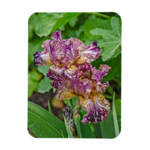 Förbluffande variegerade Iris-Blommar Magnet