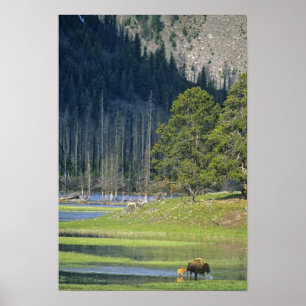 Förbud mot kalv i nationalparken Yellowstone Poster