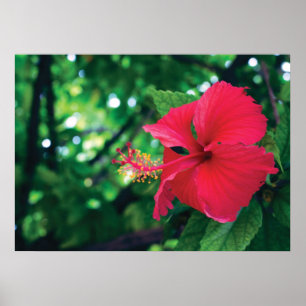 Fördärva den Pacifico blomman 28" x 20" affische Poster