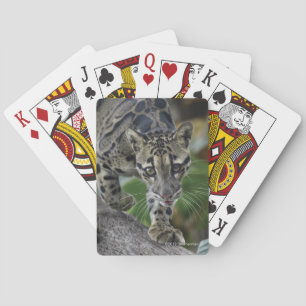 Fördunklad Leopard på flyttningen Casinokort