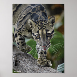 Fördunklad Leopard på flyttningen Poster