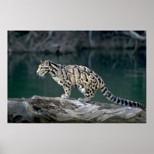 Fördunklad leopard poster