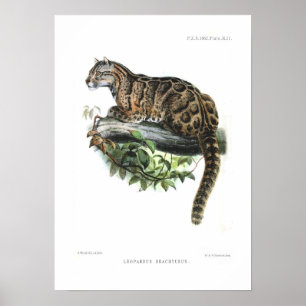 Fördunklad leopard poster