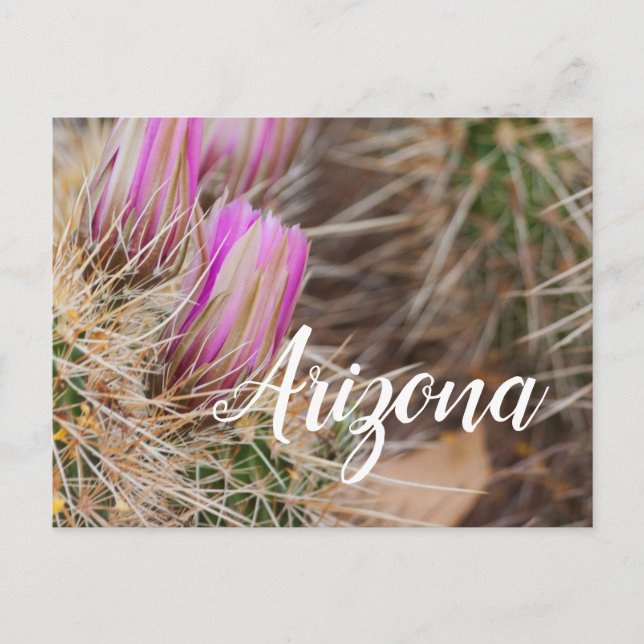 Före blomningen, Arizona Vykort (Framsida)