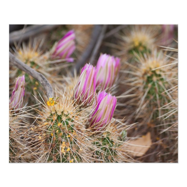 före blomningen fototryck (Framsidan)