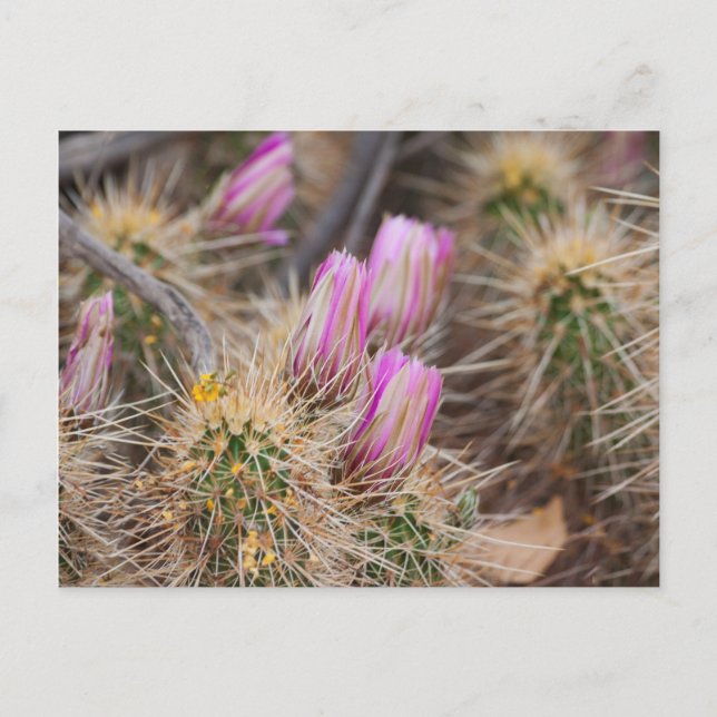 Före blomningen vykort (Framsida)