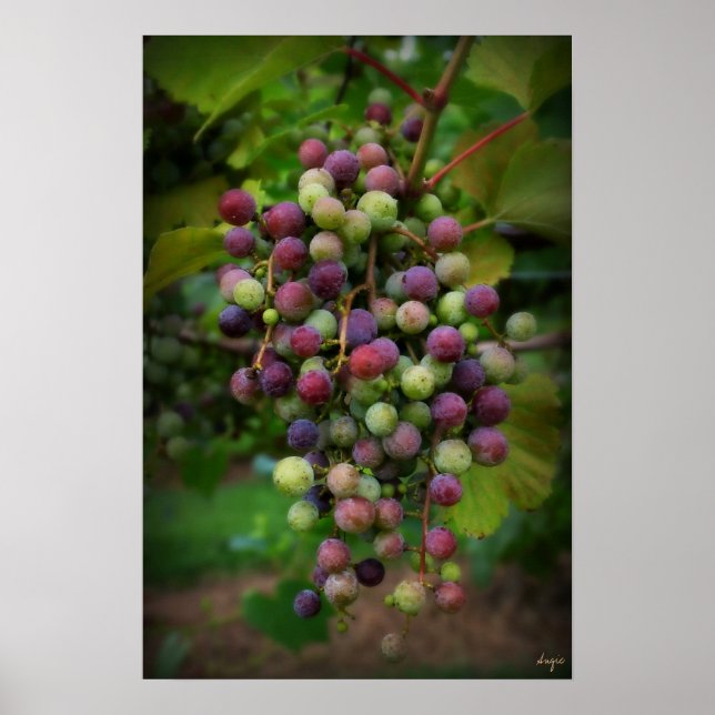 Före vin poster (Framsidan)