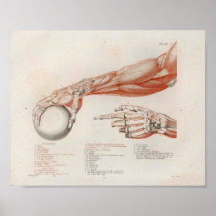 Forearm Muscles Holding Boll Anatomy Print Poster