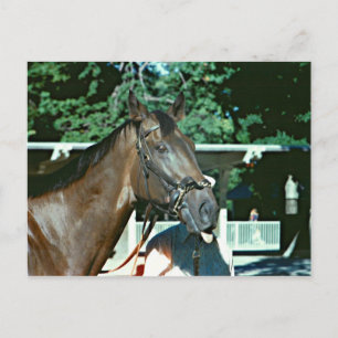 Forego Racehorse 1977 Vykort
