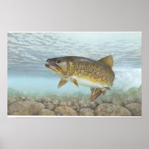 Forell bäck poster