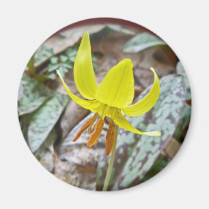 Forellliljavildblomma - Erythroniumamericanum Magnet