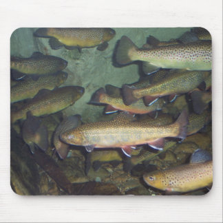 Forellmousepad Musmatta