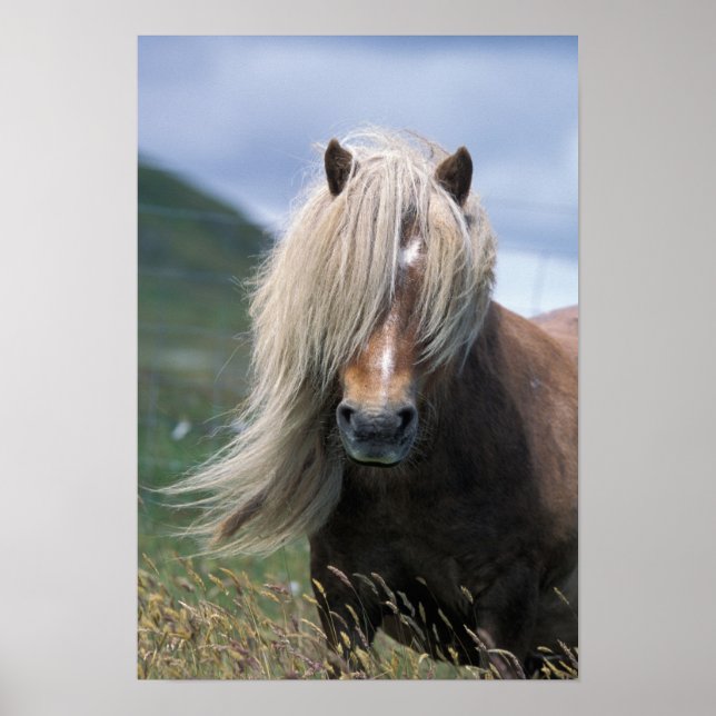 Förenade kungariket, Skottland, Shetlandsöarna, Sh Poster (Framsidan)