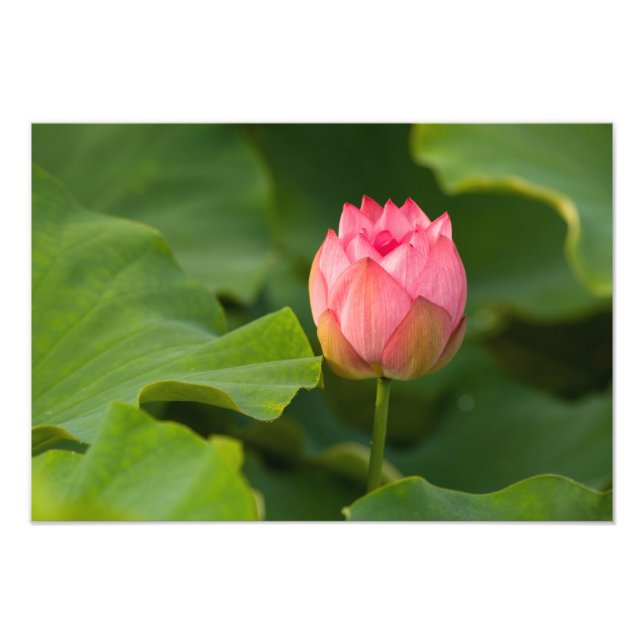 Förenade Stater, DC, Washington, Kenilworth Fototryck (Framsidan)