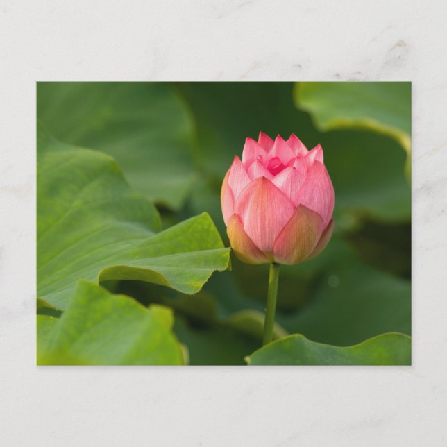 Förenade Stater, DC, Washington, Kenilworth Vykort (Framsida)