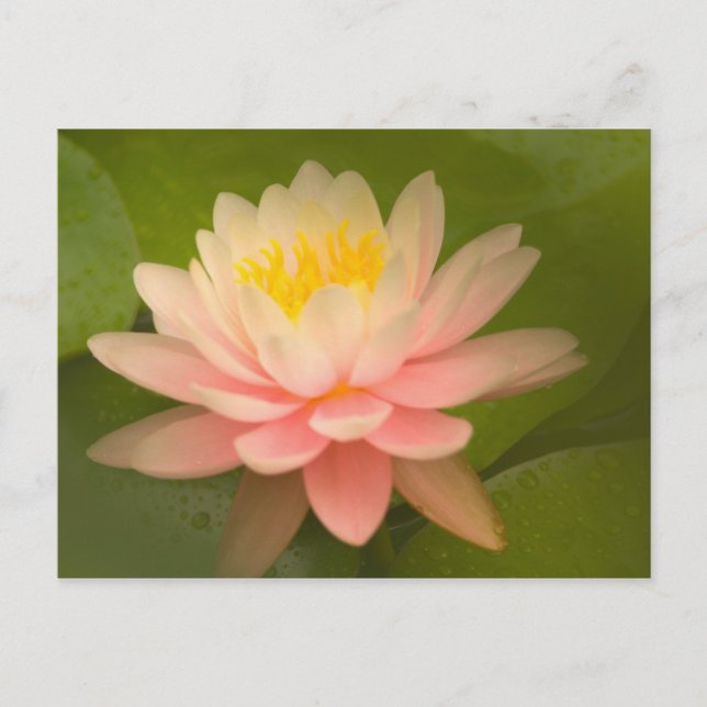 Förenade Stater, Maryland, Westminster, Union Vykort (Framsida)